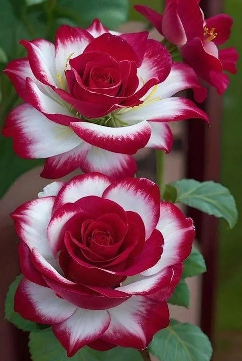 Red Flowers Wallpaper 🌸