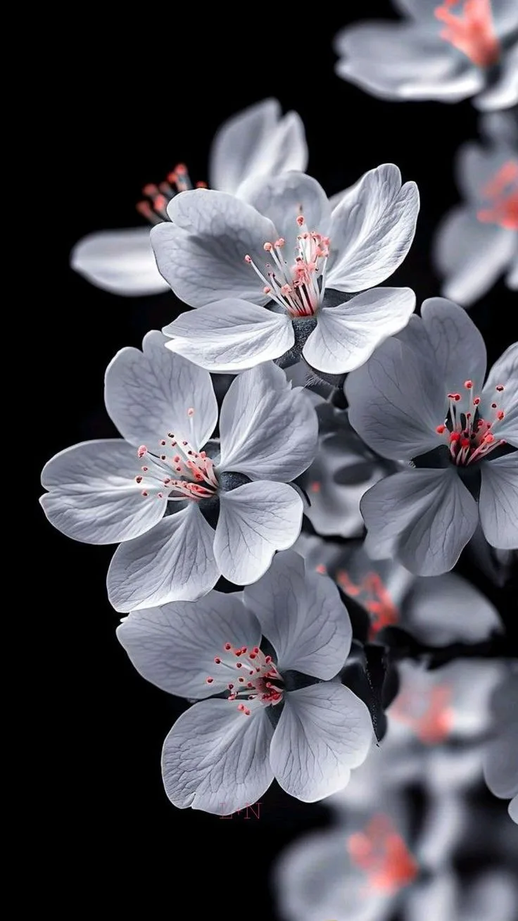 Beautiful flowers