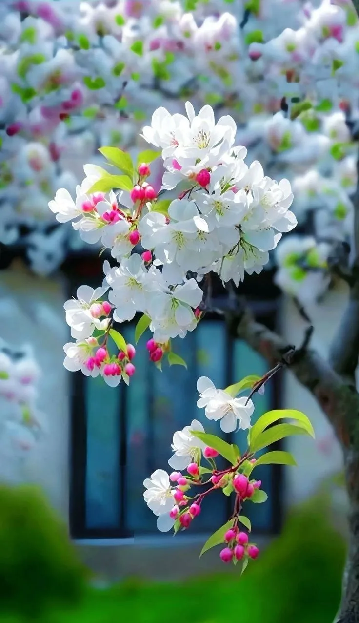 Orange Flower
