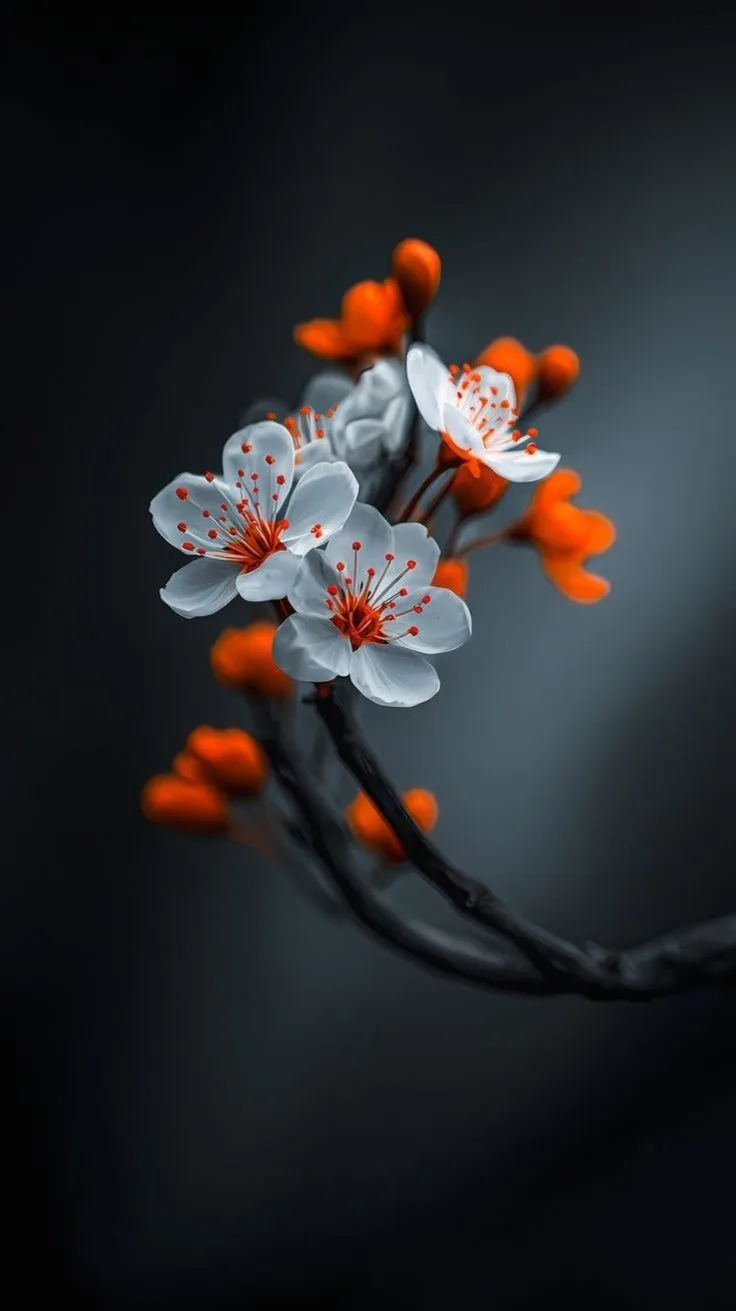 White and Pink Flower
